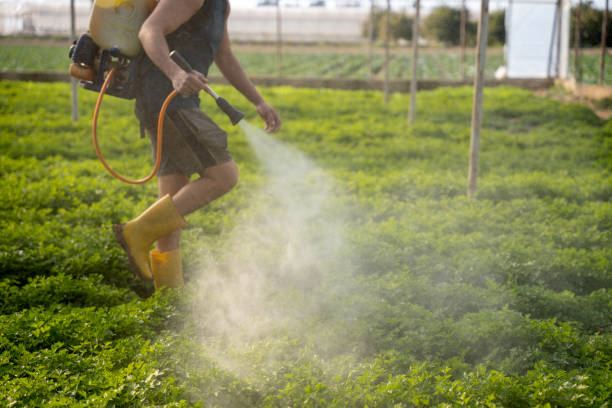 Best Local Pest Control Services  in Del Rio, TX